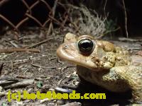 /home//u458753944/public_html/sourcegallery//Roxborough Toad Detour/2013-2019/2017/P4110691.JPG